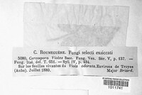 Cercospora violae image